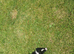 border collie puppies