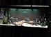 Frontosa Cichlids