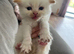 Ragdoll cross Maine coon/exotic Persian