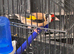 Goldfinch for sale