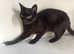 kitten black 7 months