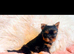 Mini mini Yorkshire Terrier pups