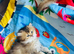 Kittens Ready for Their Forever Homes