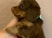 Just one very cute long coat miniature dachshund left