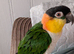 Black headed caique 3yrd old goes to anyone playful and hand tame