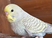 Young Budgies’s for sale