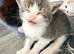 7 kittens 4 girls 3 boys 5 weeks old