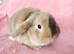 Adult mini lop for sale