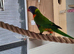 Lorikeets 2 males available