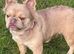 Fluffy French bulldog