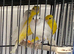 Irish canary cocks 2026