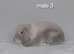 Gorgeous purebred mini lop rabbits