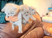 Lilac British shorthair kittens for sale 2 boys and 1 girl available
