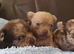 Stunning chihuahuas