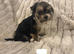 Chorkie puppies