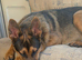 German shepherd