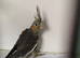 Baby Cockatiel&rsquo;s