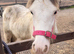 Stunning Grey Blagdon Filly