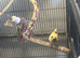 Fife canaries x 2