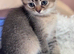 Stunning TICA Reg. Scottish Fold Kittens