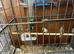 Zebra finches for sale