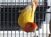 Pair of lovebirds