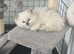 Ragdoll blue point kittens