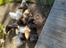 Bantam chickens