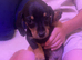 Miniature dachshund puppies