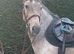 13hh pony club/whp/happy hacker