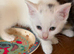 8 week old kittens READY TO LEAVE