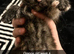 Cute Maine coon cross ragdoll