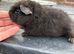 Baby Teddy Guinea Pig Female