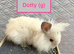 Double Maned Lionhead Babies