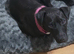Patterdale dog 3 yrs old