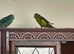 2 female kakarikis