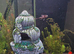 Bristlenose plecs