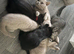 2 LEFT mixed Ragdoll x British Shorthair