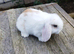 Minilop bunnies