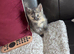 2 ragdoll Mix Kittens