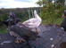 5 x female muscovy ducks various colours 2026 hatch