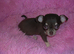 Small Chihuahua puppies 1 girl 2 boys vaccinated girl &pound;750.00 Boys &pound;650.00