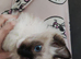 Ragdolls