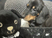 Adorable lil miniature dachshund pups read see all details below