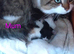 Siberian kittens