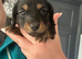 Stunning long hair dachshunds