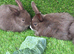 Chocolate button bunnies