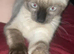 Male kitten