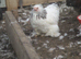 Pair of Pekin Pullets ( Guaranteed Female)