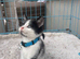 Rag doll mix boy kitten